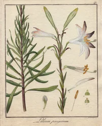 Lirios blancos. Grabado en cobre coloreado, en Botanique Medicinale (publicado en Berlín, Alemania