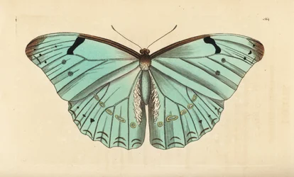 Morpho blanco, Morpho laertes