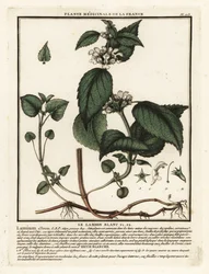 Ortiga blanca, Lamium album.