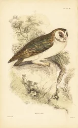 Lechuza blanca o lechuza común, Tyto alba, posada en una roca. 1889 (grabado)