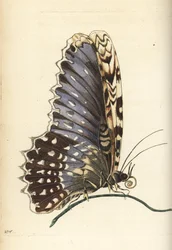 Polilla bruja blanca, Thysania agrippina (mariposa Agrippina, Phalaena agrippina). Ilustración dibujada y grabada por Richard Polydore Nodder según Maria Sibylla Merian. Grabado en cobre coloreado a mano de The Naturalist, de George Shaw y Frederick Nodder
