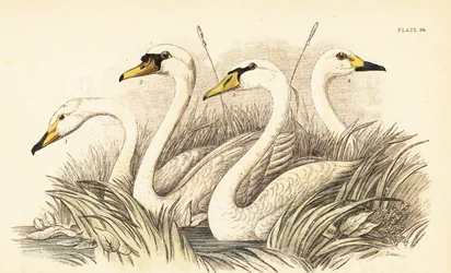 Cisne cantor, cisne vulgar, cisne de Bewick. 1889 (grabado)