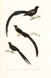 Pájaros Whydah y pájaros viudos.