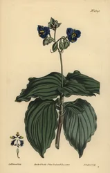 Lágrimas de viuda, Tinantia erecta