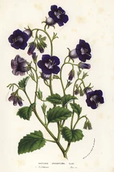Campanillas silvestres de Canterbury, Phacelia minor (Whitlavia grandiflora). Litografía coloreada a mano de la obra de Louis van Houtte y Charles Lemaire Flores de los jardines e invernaderos de Europa, Flore des Serres et des Jardins de l