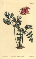 Corazón sangrante silvestre, Dicentra formosa