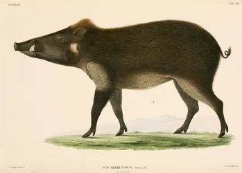 Cerdo salvaje, Indonesia