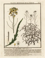 Rúcula silvestre, Diplotaxis tenuifolia.