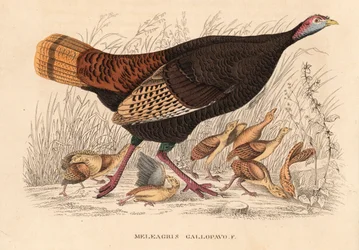 Pavo salvaje, Meleagris gallopavo, gallina con polluelos. Litografía coloreada a mano de la Galería de Historia Natural de Georg Friedrich Treitschke, Naturhistorischer Bildersaal des Thierreiches, Liepzig.