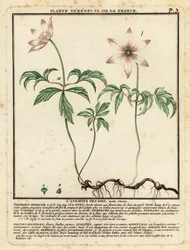 Anémona de madera, Anemone nemorosa.