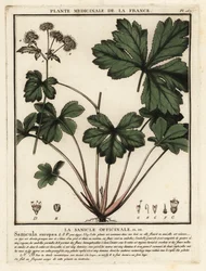 Sanícula de madera, Sanicula europaea.