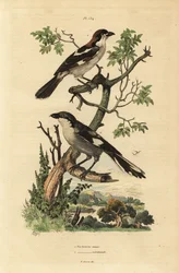 Alcaudón común, Lanius senator, y alcaudón meridional, Lanius meridionalis