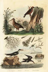 Chocha perdiz, Scolopax rusticola, piquituerto común, Loxia curvirostra, y rayador negro, Rynchops niger, chocha perdiz, piquituerto y rayador
