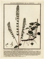 Camedrín del bosque, Teucrium scorodonia.