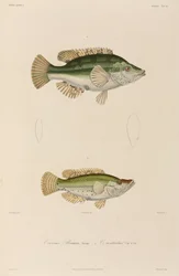 Lábridos, mar Negro