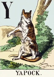 Y: Yapock - El Alfabeto de la Caza, c.1890 (grabado)