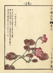 Yamato uchiwa o iwakagami, Schizocodon soldanelloides, planta alpina japonesa. Grabado en madera coloreado a mano por Kono Bairei de Senshu no Hana (Mil variedades de flores), Bunkyudo, Kioto.