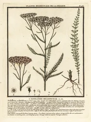 Milenrama, Achillea millefolium.