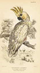 Cacatúa de cresta amarilla, Cacatua sulphurea. Critically endangere1889 (grabado)