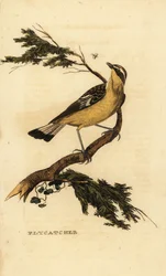 Papamoscas de rabadilla amarilla, Ficedula zanthopygia. 1815 (grabado)