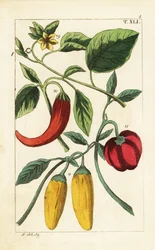 Pimientos amarillos y rojos, Capsicum annuum.