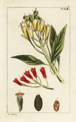 Especia de clavo amarillo y rojo, Syzygium aromaticum.