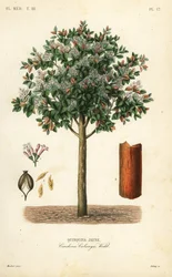 Corteza amarilla de quina, Cinchona calisaya