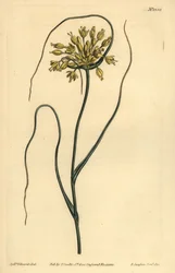 Ajo amarillo, Allium flavum