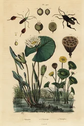 Loto amarillo, Nelumbo lutea 1, chinches de patas de hoja, Anisoscelis foliaceus 2 y Anoplocnemis curvipes 3, y lirio de agua blanco, Nymphaea alba 4