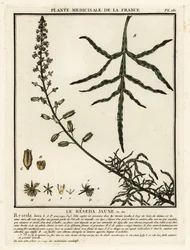 Mignonette amarilla, Reseda lutea.