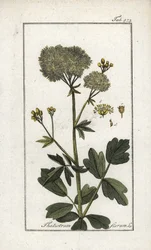 Pigamón amarillo (Thalictrum flavum). Litografía de "Afbeelding der Artseny-Gewassen" de Johannes Zorn (1739-1799), Países Bajos.