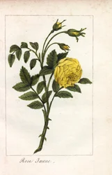 Rosa amarilla, Rosa lutea. Grabado en cobre coloreado a mano de una ilustración de la Srta. Prudhomme de "Hommage rendu a la Rose", París, hacia 1815. Libro de regalo con la historia de la rosa y una docena de miniaturas botánicas.