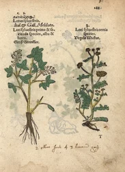 Especie de meliloto amarillo, Melilotus officinalis. Grabado xilográfico coloreado a mano de una ilustración botánica del Krauterbuch, or Herbal, de Adam Lonicer, Fráncfort.