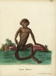 Langur joven, Presbytis femoralis. Simia maura. Grabado en cobre coloreado a mano dibujado y grabado según el natural por Hermann Jakob Tyroff de la obra de Johann Christian Daniel Schreber Ilustraciones de animales según la naturaleza, o Animales fantásti