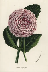 Híbrido de dalia Zenobia, Dahlia coccinea. Litografía coloreada a mano de la obra de Louis van Houtte y Charles Lemaire Flores de los jardines e invernaderos de Europa, Flore des Serres et des Jardins de l