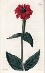 La zinnia tiene la flor roja. Grabado en cobre, protagonizado por John Curtis y sepultado por Weddell, publicado en el "Curtis Botanical Magazine".
