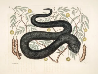 Ilustración del zoo/Vipera nigra/Víbora negra