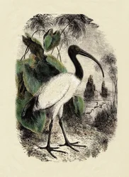 Zoología: Ibis Sacre (Threskiornis aethiopicus), grabado del siglo XIX