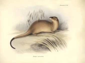 Zoología: El "Didelphis crassicaudata" de la familia de las zarigüeyas descrito por Charles Darwin durante su viaje de exploración a bordo del Beagle. Lámina de "The Zoology of the voyage of H.M.S. Beagle under the command of Captain Fitzroy during the yea