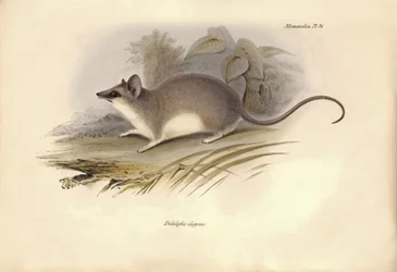 Zoología: El "Didelphis elegans" de la familia de las zarigüeyas descrito por Charles Darwin durante su viaje de exploración a bordo del Beagle. Lámina de "The Zoology of the voyage of H.M.S. Beagle under the command of Captain Fitzroy during the years 183