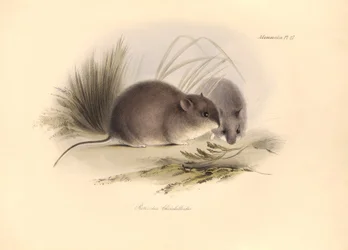 Zoología: El "Reithrodon Chinchilloides" o Chinchilla de la Patagonia descrito por Charles Darwin durante su viaje de exploración a bordo del Beagle. Lámina de "The Zoology of the voyage of H.M.S. Beagle under the command of Captain Fitzroy during the year