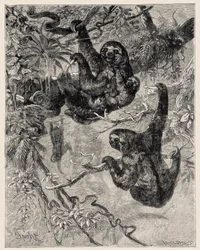 Zoología: perezoso (Ai - Bradypus tridactylus) descrito e ilustrado por Carlo Vogt y Federico Specht en "Illustree Natural History: Mamíferos" 1884