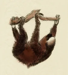 Zoología: perezoso (Bradypus tridactylus)