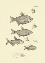 Zoología: representación del pez "Tetragonopterus Abramis, rutilus, scabripinnis, interruptus" descrito por Charles Darwin durante su viaje a bordo del Beagle. Lámina de "The zoology of the voyage of H.M.S. Beagle under the command of Captaain Fitzroy dur