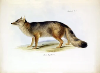 Zoología: representación del zorro sudamericano "Canis fulvipes" descrito por Charles Darwin en su viaje a bordo del Beagle. Lámina de "The zoology of the voyage of H.M.S. Beagle under the command of Captaain Fitzroy during the years 1832-1836".