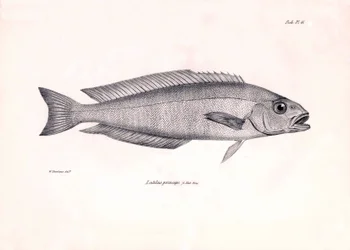 Zoología: representación del pez "Latilus princeps" descrito por Charles Darwin durante su viaje a bordo del Beagle. Lámina de "The zoology of the voyage of H.M.S. Beagle under the command of Captaain Fitzroy during the years 1832-1836".