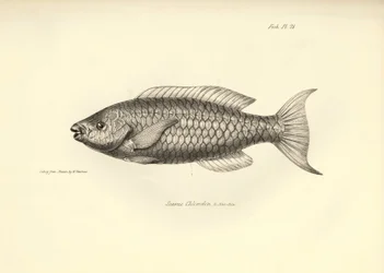 Zoología: representación del pez "Scarus Chlorodon" descrito por Charles Darwin durante su viaje a bordo del Beagle. Lámina de "The zoology of the voyage of H.M.S. Beagle under the command of Captaain Fitzroy during the years 1832-1836".