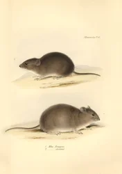 Zoología: el "Mus Renggeri" y el "Mus obscurus" (ratas) descritos por Charles Darwin durante su viaje de exploración a bordo del Beagle. Lámina de "The Zoology of the voyage of H.M.S. Beagle under the command of Captain Fitzroy during the years 1832 to 183