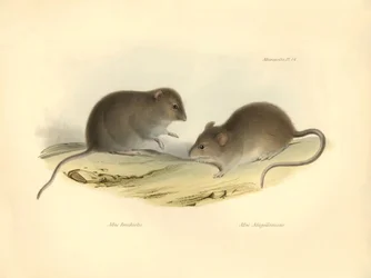 Zoología: los "Mus brachiotis" y Mus "Magellanicus" (ratas) descritos por Charles Darwin durante su viaje de exploración a bordo del Beagle. Lámina de "The Zoology of the voyage of H.M.S. Beagle under the command of Captain Fitzroy during the years 1832 to