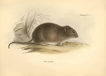 Zoología: el "Mus micropus" o ratón de orejas grandes descrito por Charles Darwin durante su viaje de exploración a bordo del Beagle. Lámina de "The Zoology of the voyage of H.M.S. Beagle under the command of Captain Fitzroy during the years 1832 to 1836 e